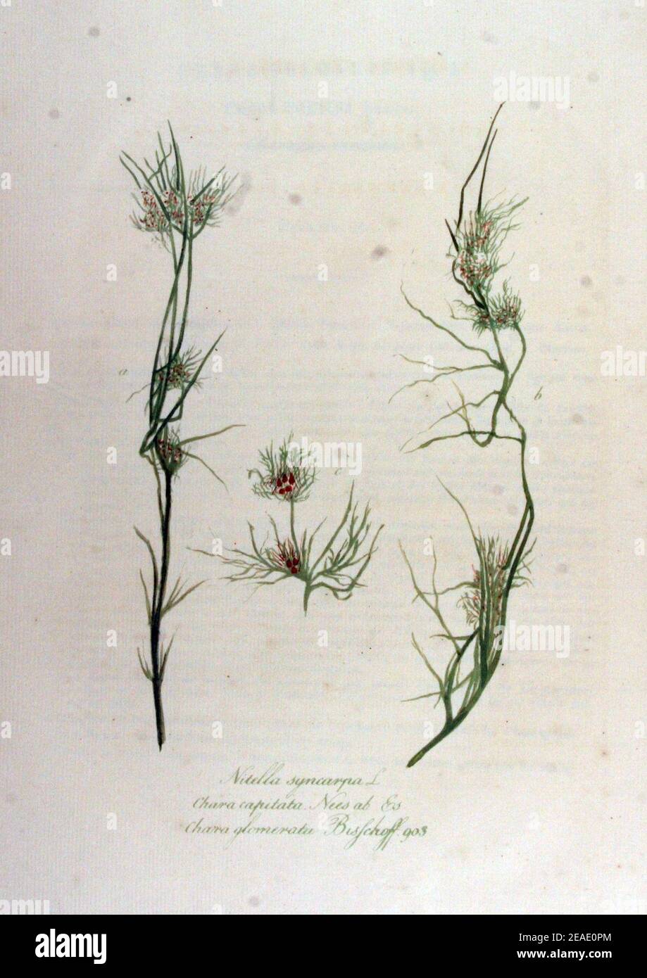 Nitella syncarpa — Flora Batava — Volume v12. Stock Photo
