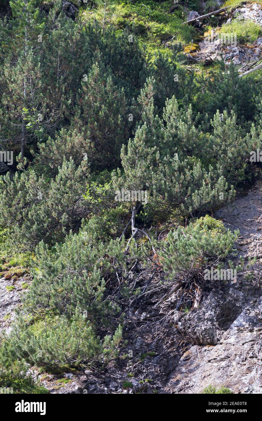 Bergkiefer, Berg-Kiefer, Latsche, Latschenkiefer, Bergföhre, Legföhre, Legkiefer, Krummholzkiefer, Krummholz-Kiefer, Kiefer, Krüppelkiefer, Pinus mugo Stock Photo