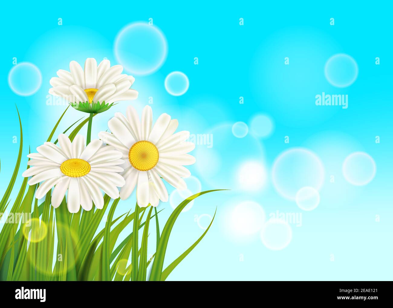 Spring daisies background fresh green grass, pleasant juicy spring colors,  vector, illustration, template, banner, isolated Stock Vector Image & Art -  Alamy