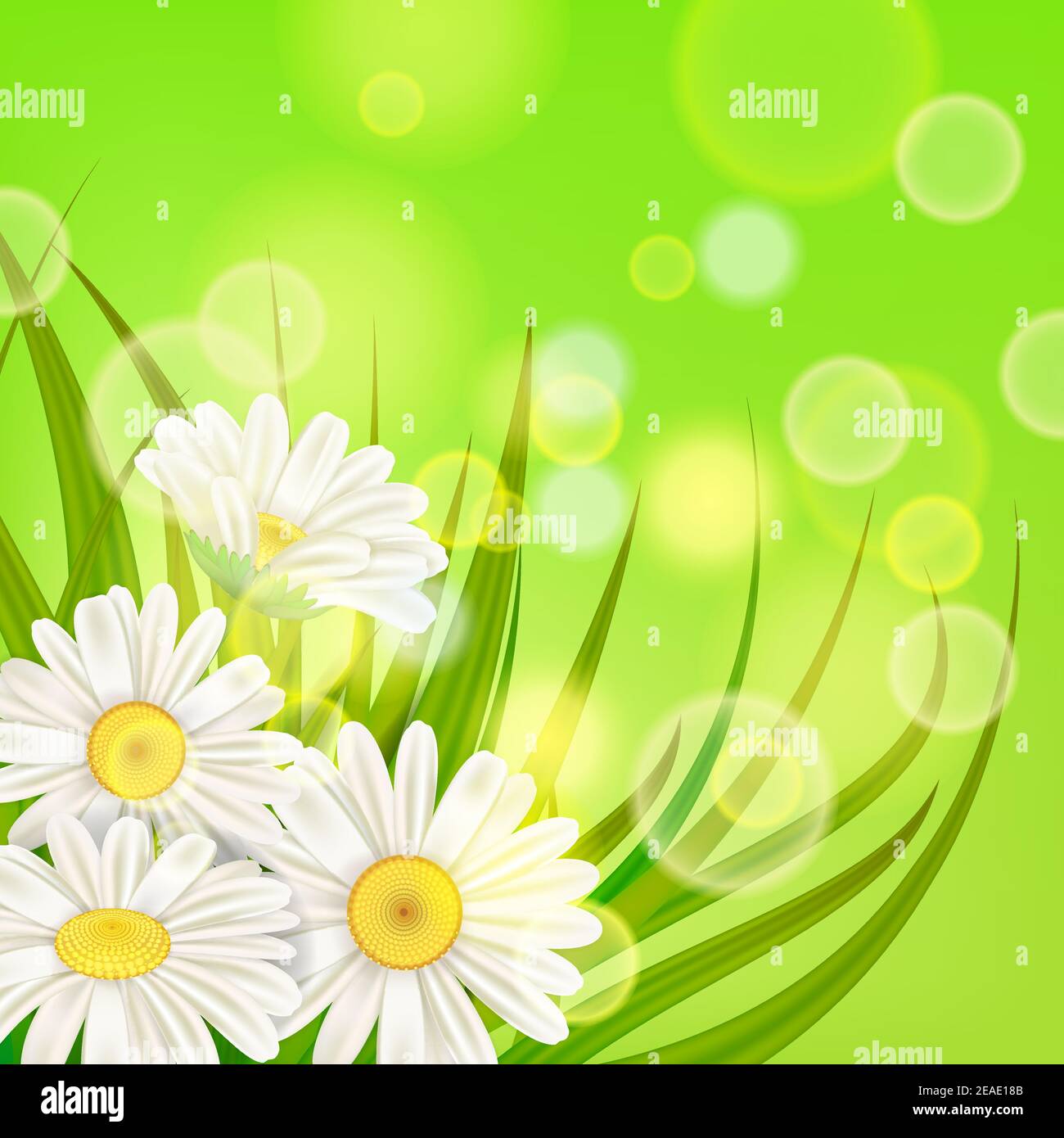 Fresh spring juicy chamomile flowers and green grass, vector, template ...