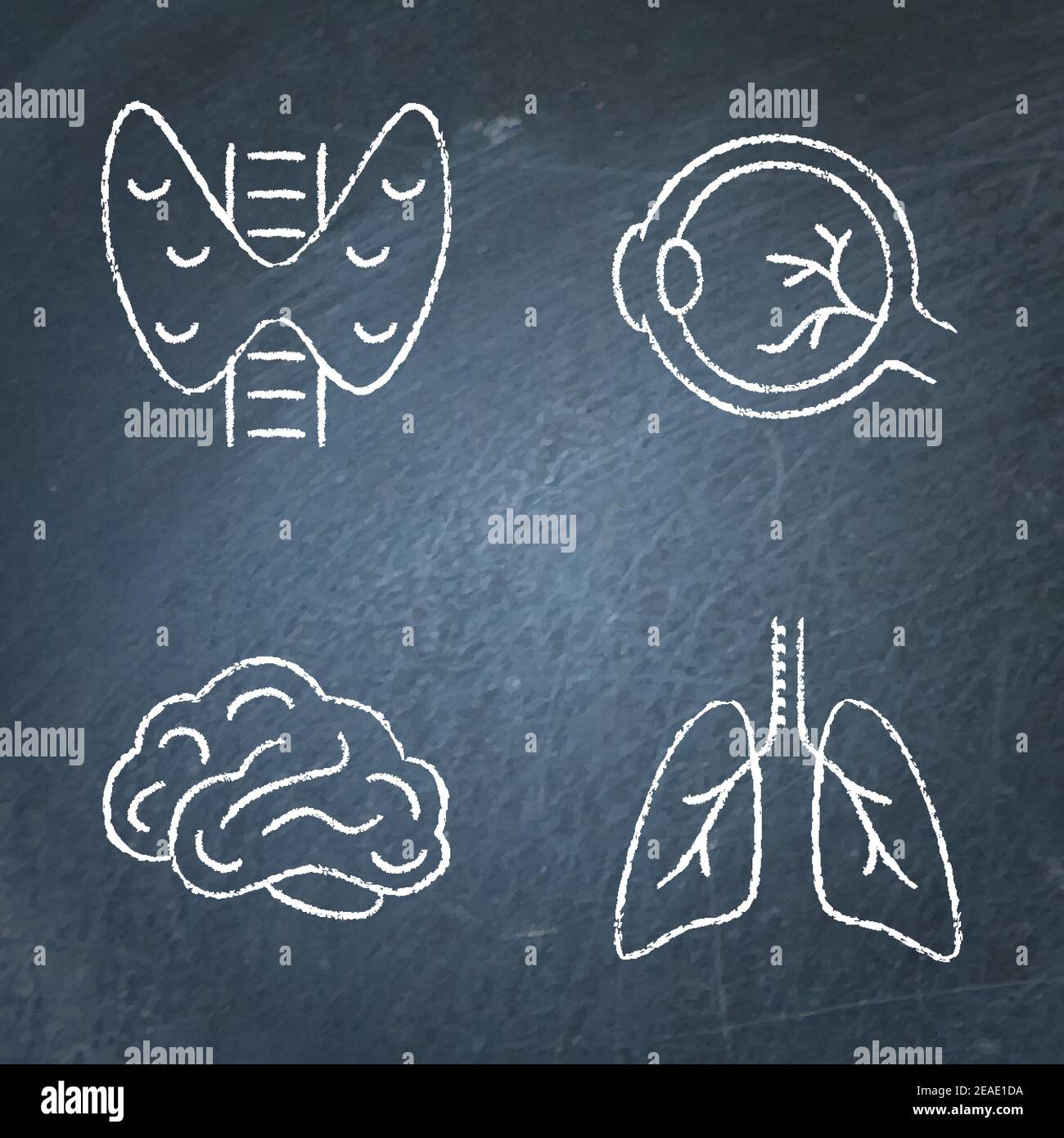 Human internal organs icon sketch set on chalkboard. Thyroid, eyeball, brain and lungs symbols. Vector illustration. Stock Vector