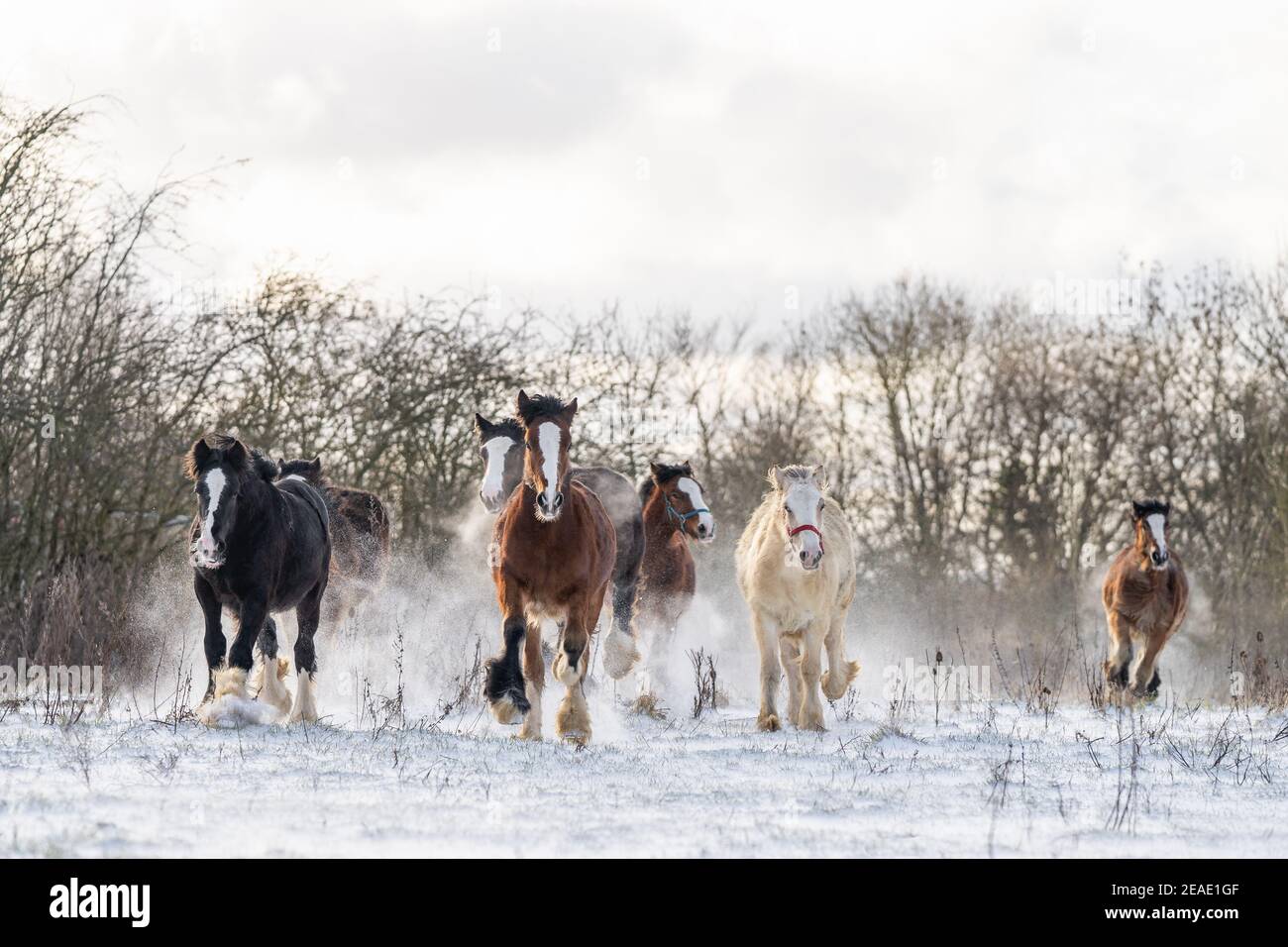 Beautiful big group of Irish Gybsy cob horses foals running wild snow on ground towards through cold deep snowy winter field at sunset galloping pack Stock Photo