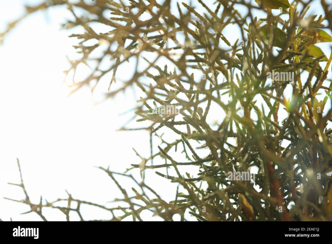 Thuja branches in sunlight, close up and space for text Stock Photo