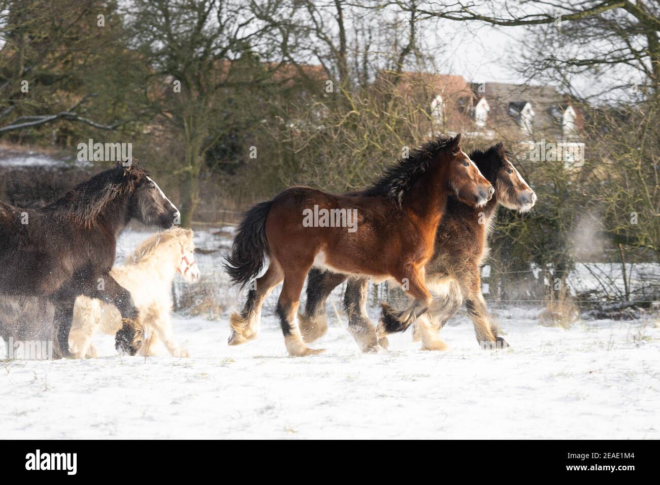 Beautiful big group of Irish Gybsy cob horses foals running wild snow on ground towards through cold deep snowy winter field at sunset galloping pack Stock Photo