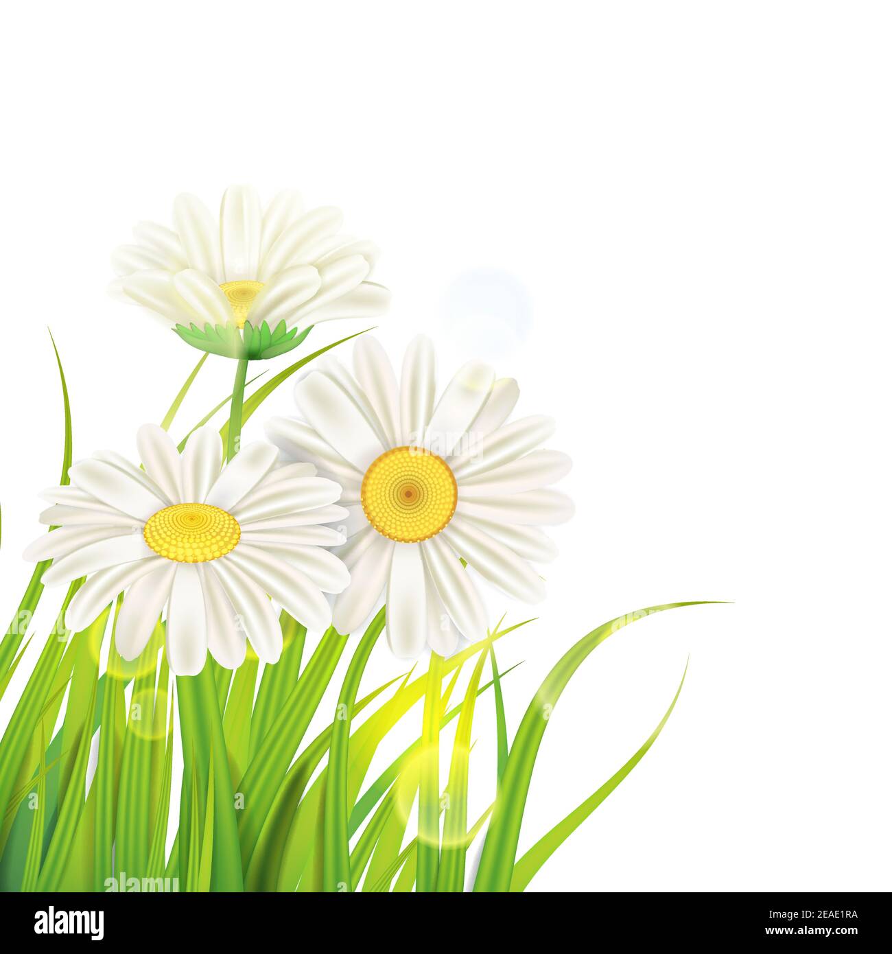 Spring daisies background fresh green grass, pleasant juicy spring