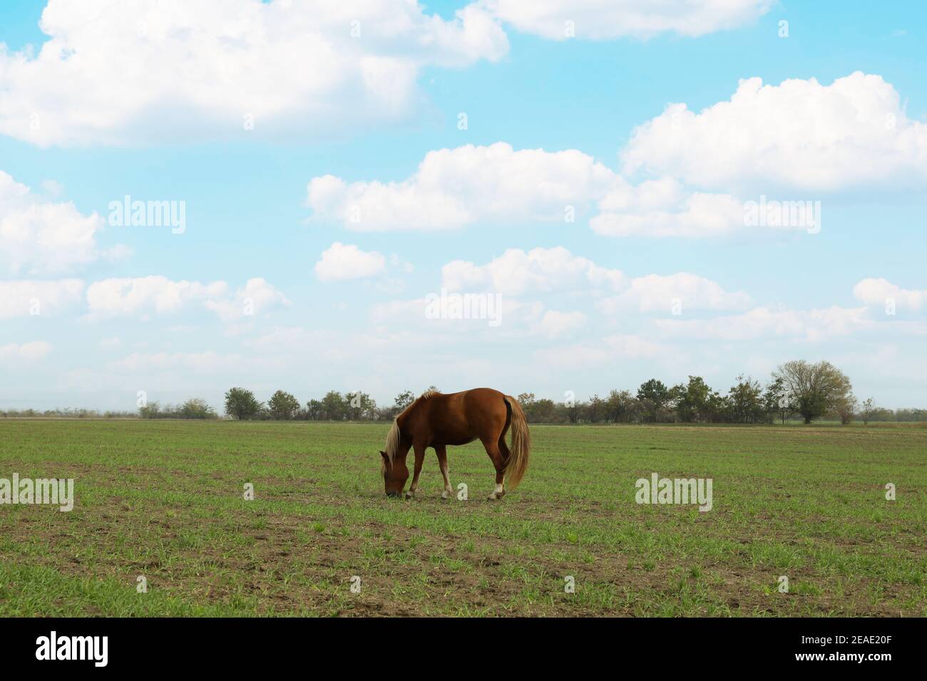 Horse grazing in the green field in the morning Stock Photo