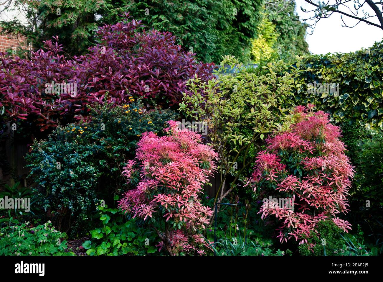 pieris in contrast with robinia, cornus and various shrubs in private garden in Four Oaks Stock Photo