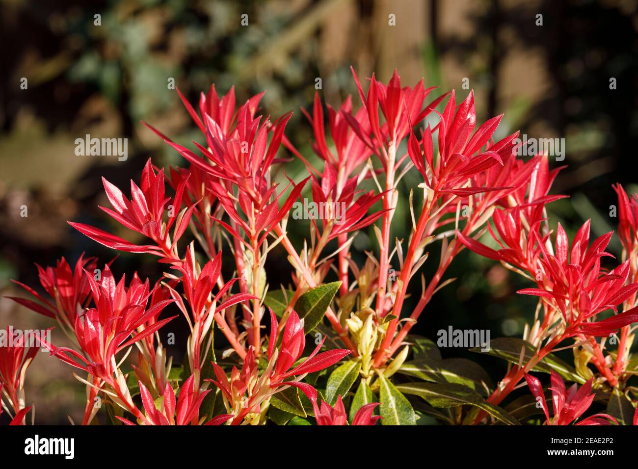 Pieris japonica showing new growth Rounton Close, March Stock Photo
