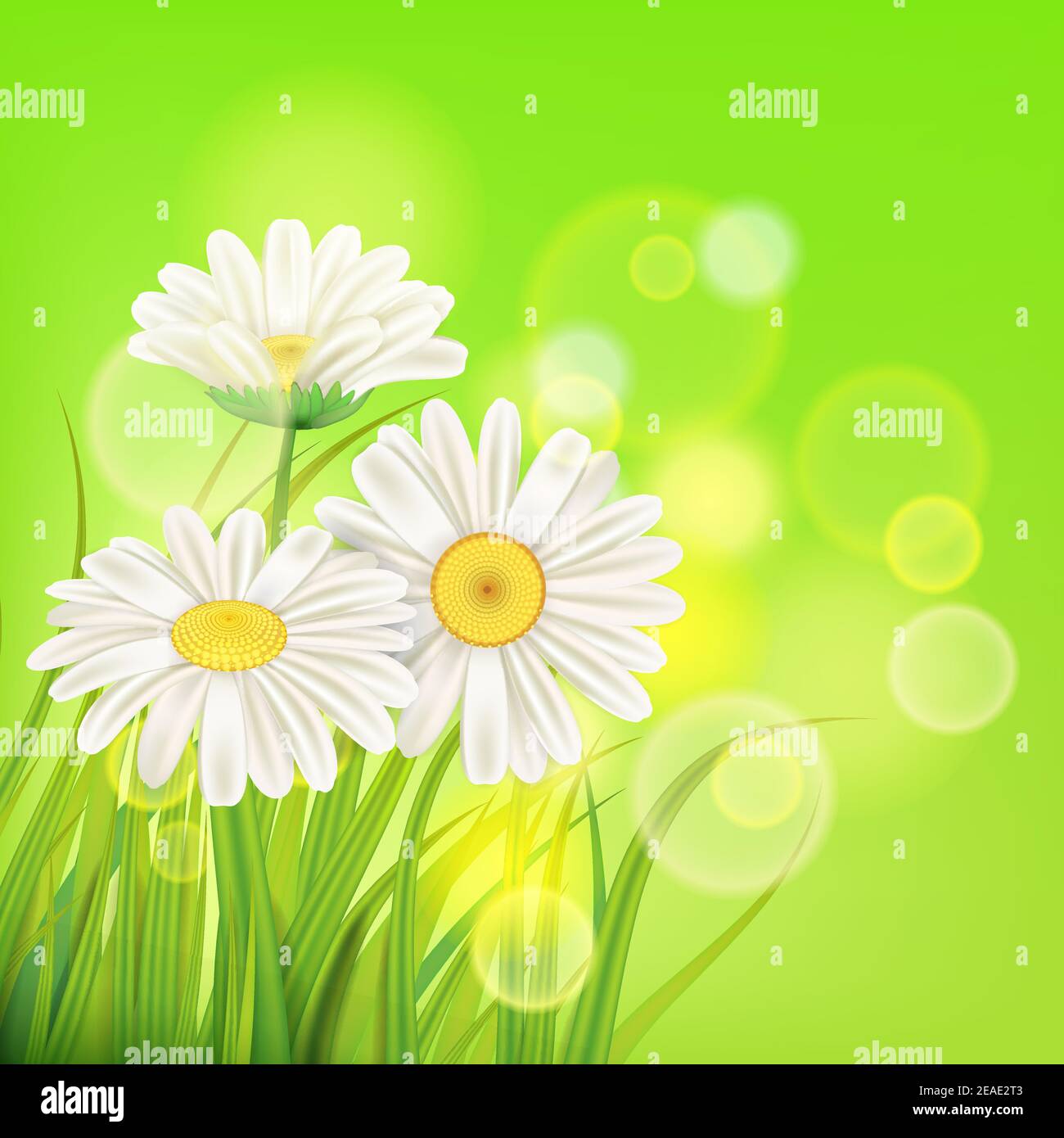 Fresh spring juicy chamomile flowers and green grass, vector, template ...