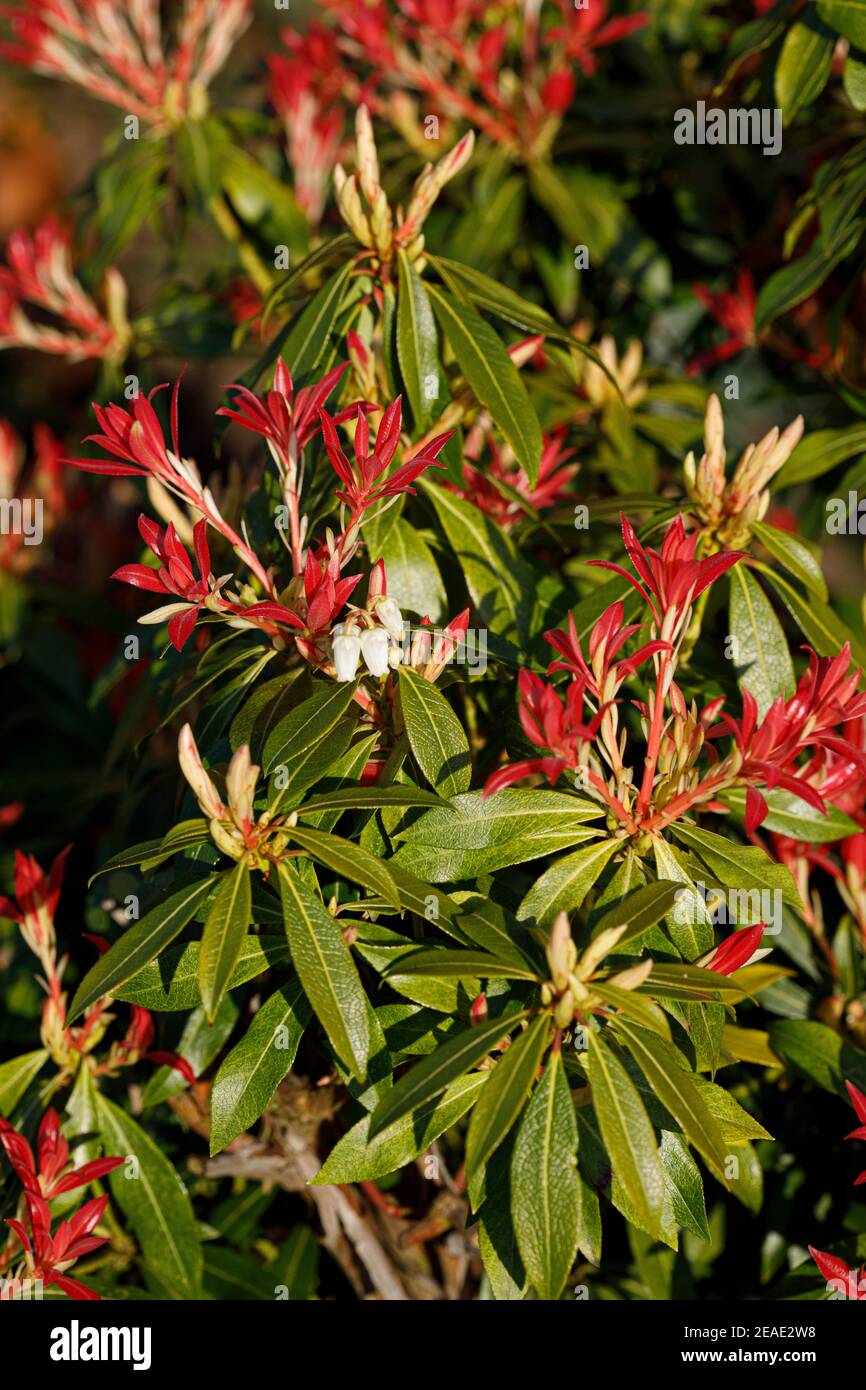 Pieris japonica showing new growth Rounton Close, March Stock Photo