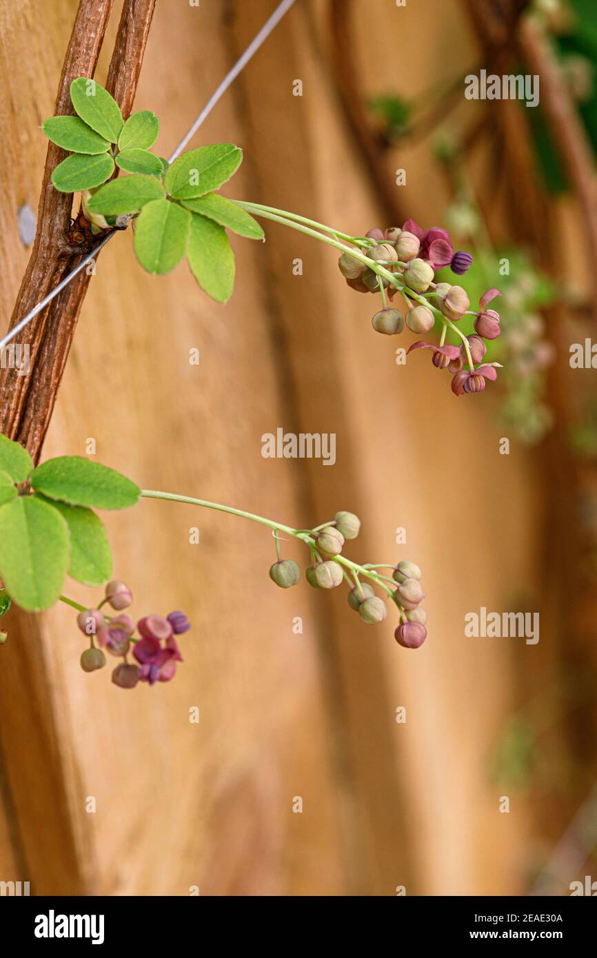 Portrait akebia quinata hi-res stock photography and images - Alamy