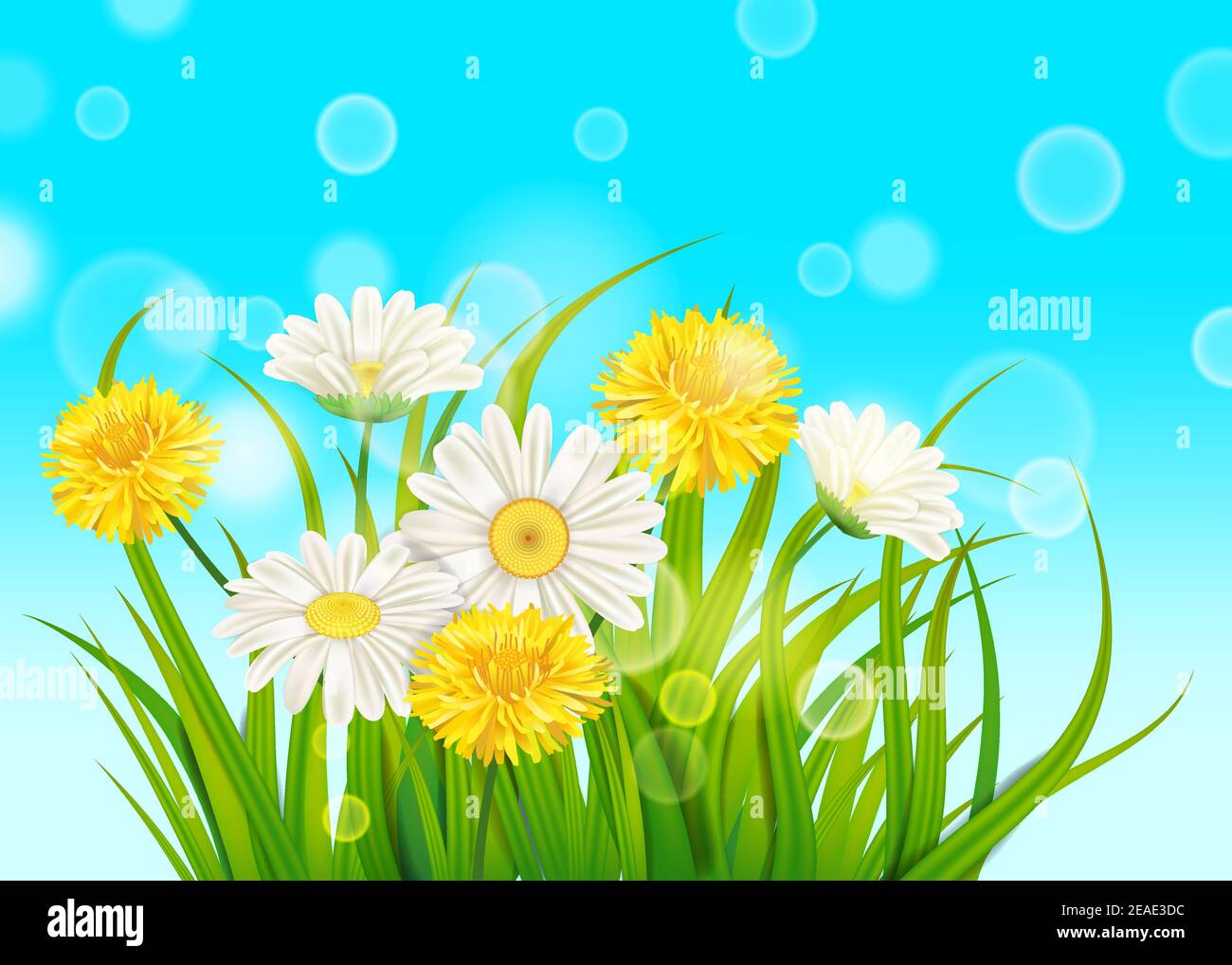 Fresh spring juicy chamomile and dandelions flowers and green grass ...