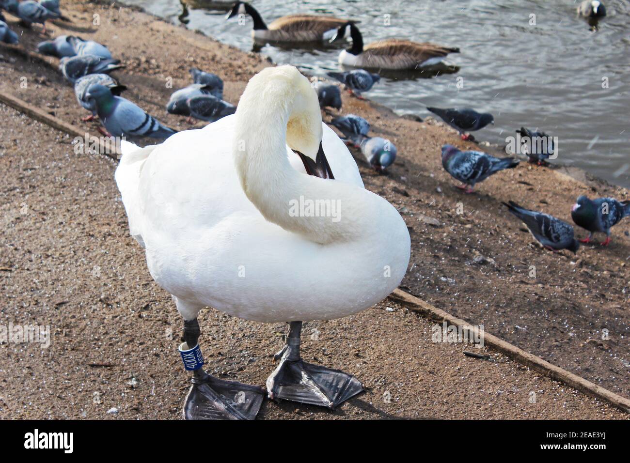 Close up of a big white swan with a curled neck standing next to a lake with lots of pigeons and geese in Alexandra Park, Manchester, England Stock Photo