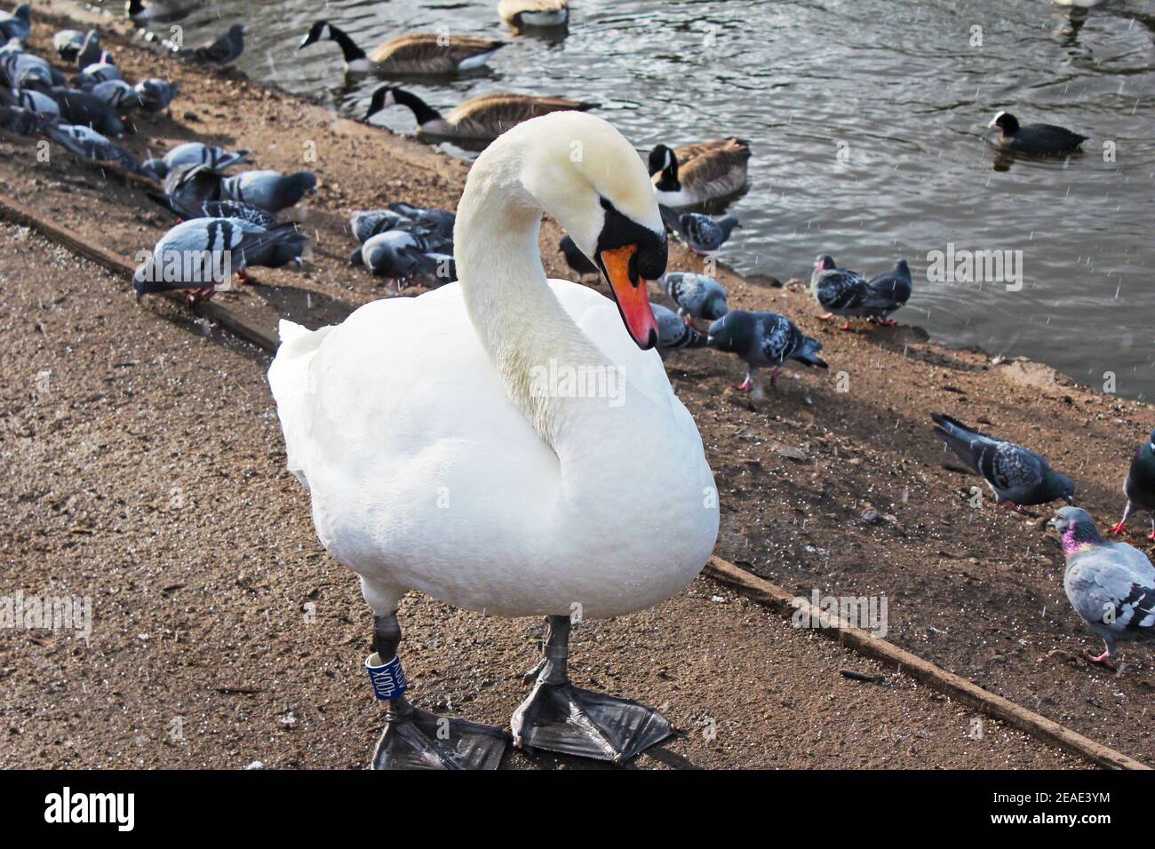 Close up of a white swan with a red beak standing next to a lake with lots of pigeons and geese in Alexandra Park, Manchester, England Stock Photo