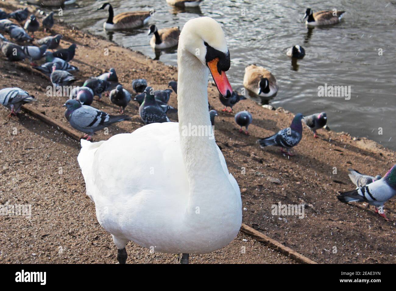 Close up of a white swan with a red beak standing next to a lake with lots of pigeons and geese in Alexandra Park, Manchester, England Stock Photo
