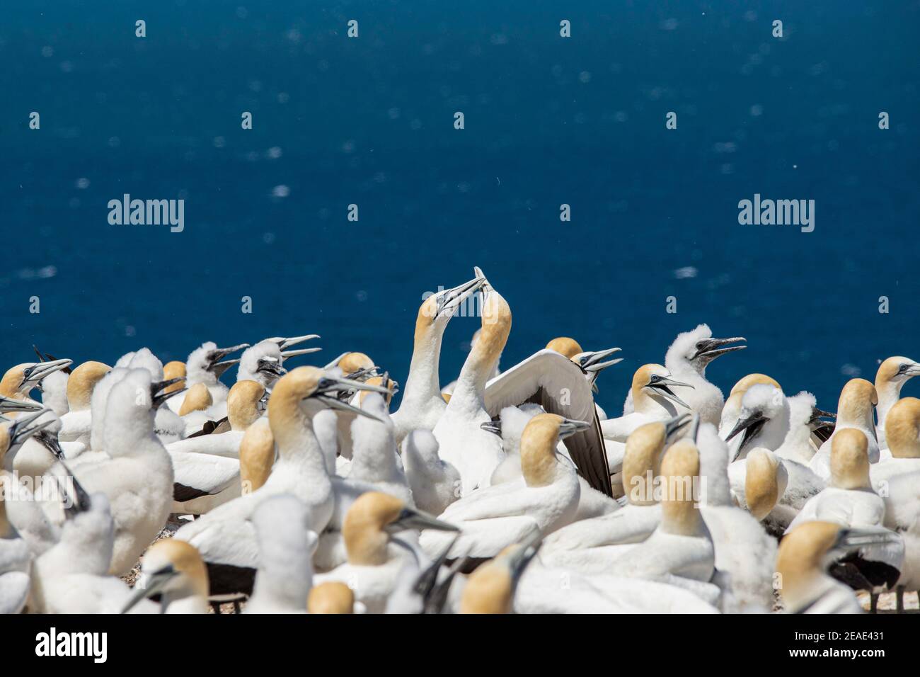 Australasian gannet colony, Cape Kidnappers, New Zealand. Stock Photo