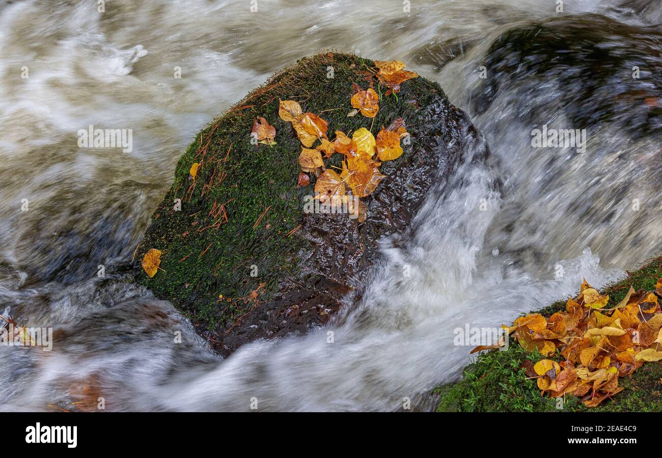 Autumn Leaves, Inverness, Scotland, United Kingdom Stock Photo