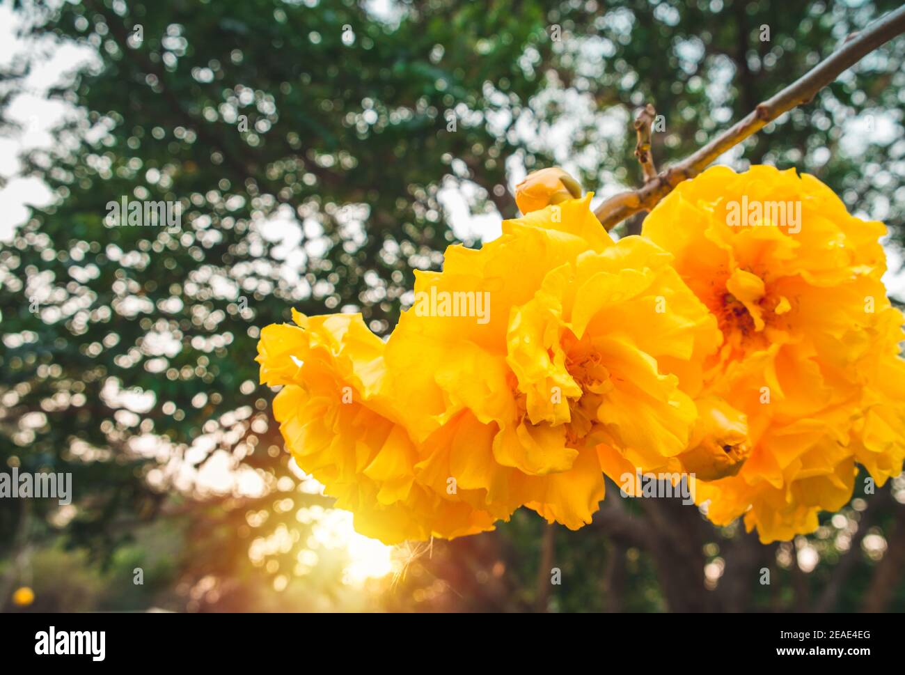 Cochlospermum regium,yellow cotton tree(suphannika:Thai) flower blooming in garden. Stock Photo