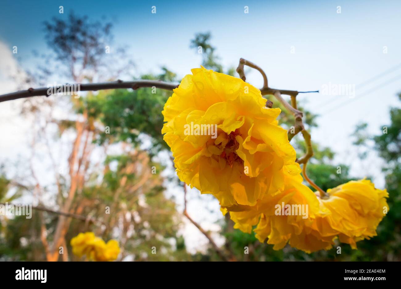 Cochlospermum regium,yellow cotton tree(suphannika:Thai) flower blooming in garde Stock Photo