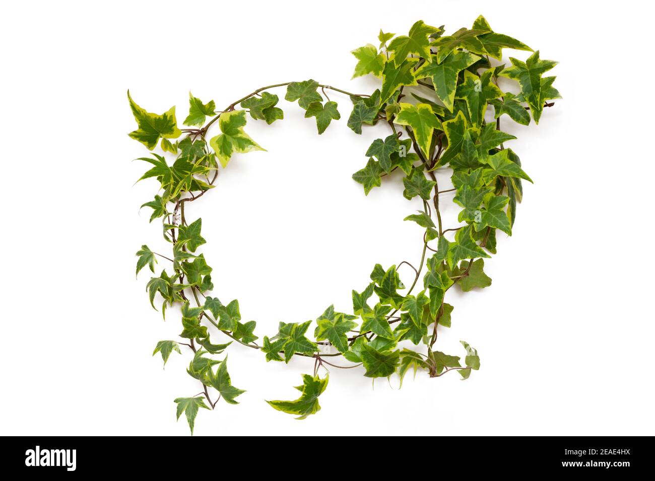 ivy plant natural circle frame on white background Stock Photo - Alamy
