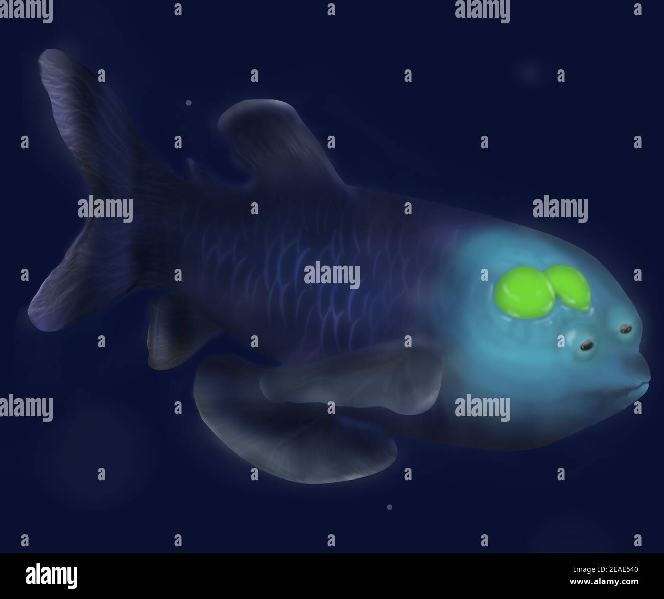 Barreleye Fish with realistic details. Spook Fish. Fish with tubular eyes in deep sea. Macropinna microstoma fish. Deep ocean creature. Stock Photo
