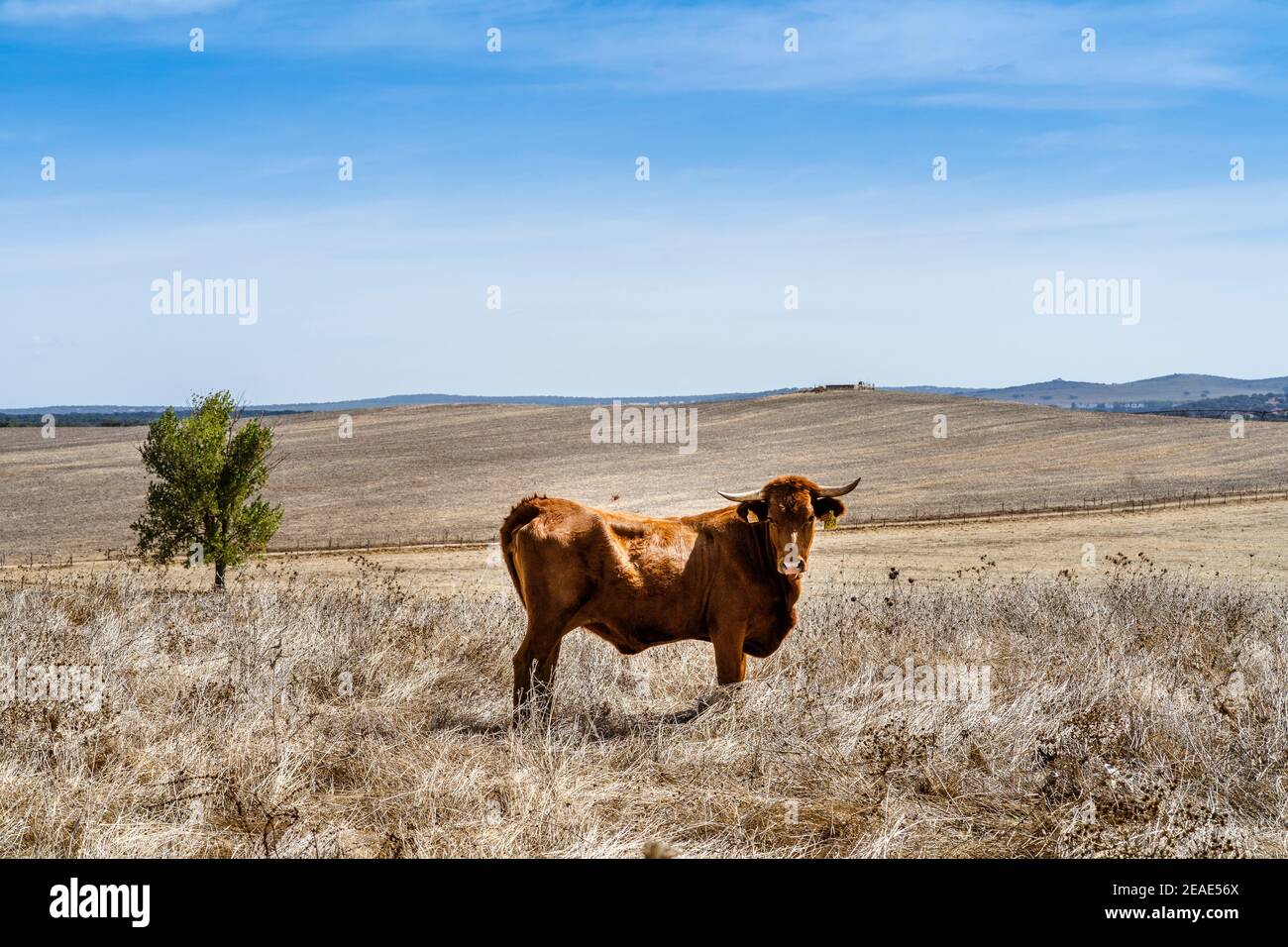 Portrait of red cow grassing on the dry meadows of Alentejo, Portugal Stock Photo