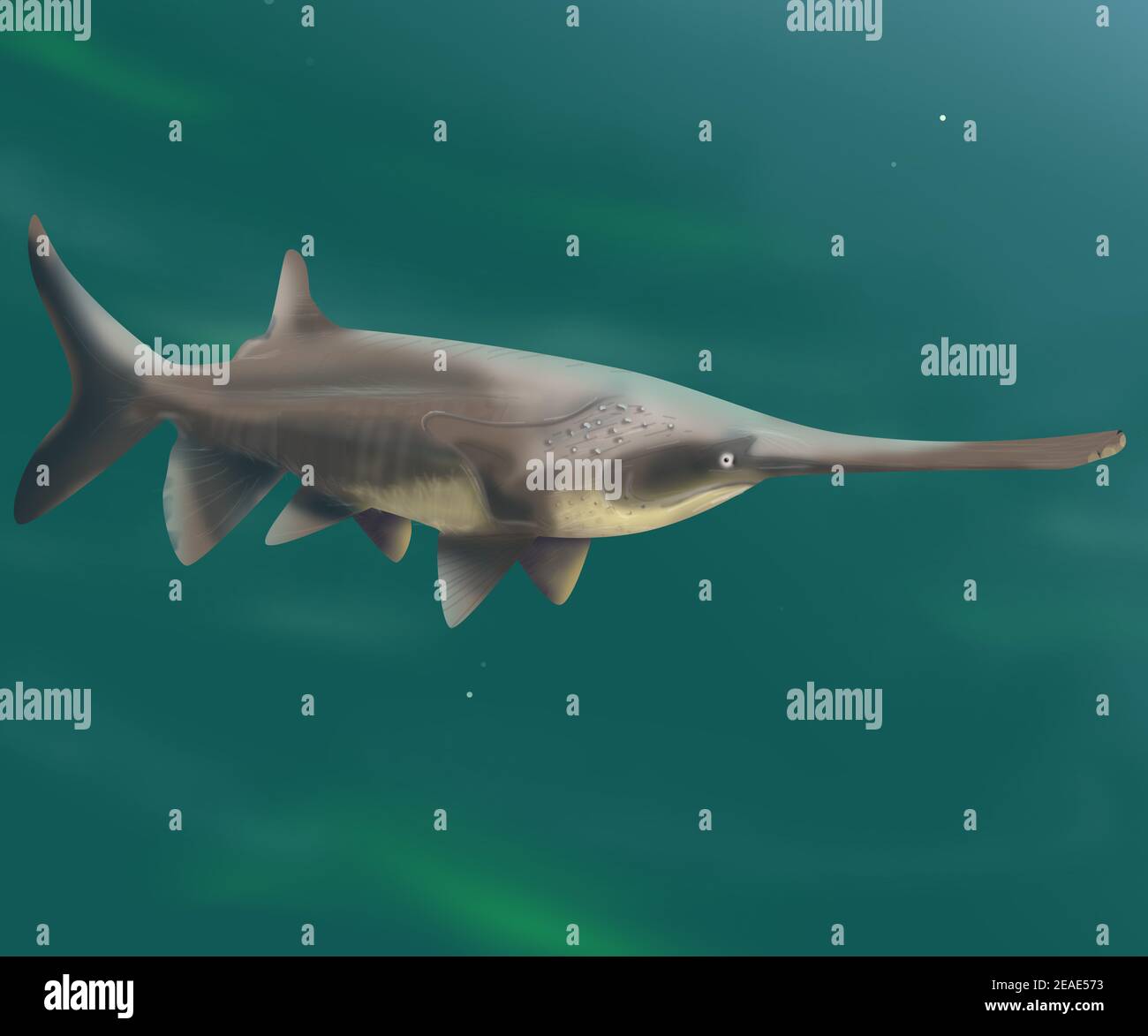 Chinese paddlefish with realistic details. Extinct species of fish also