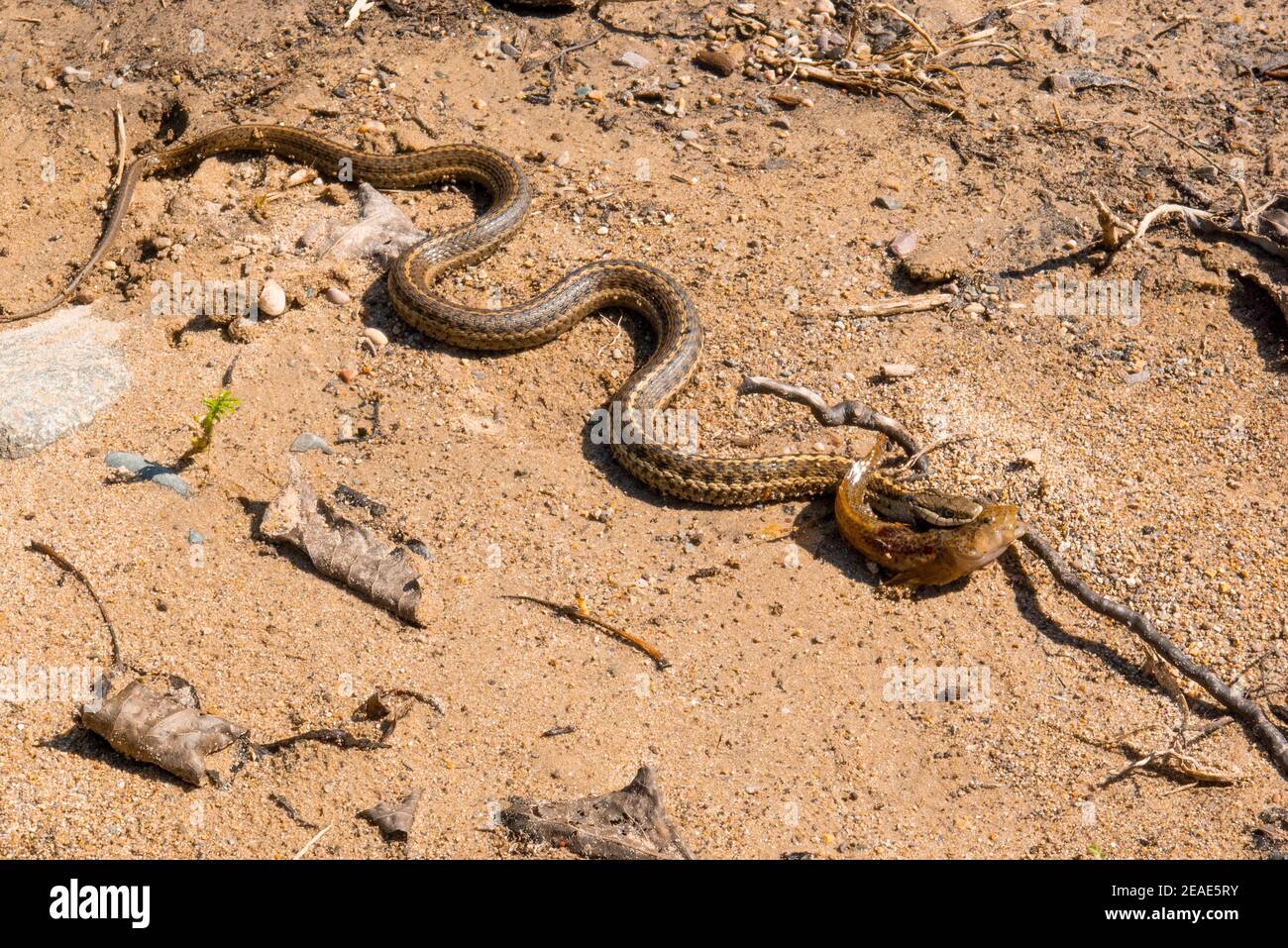 An aquatic common garter snake (Thamnophis sirtalis) with a Rocky Mountain sculpin (Cottus bondi) in its mouth, on a sandy river bank. Stock Photo