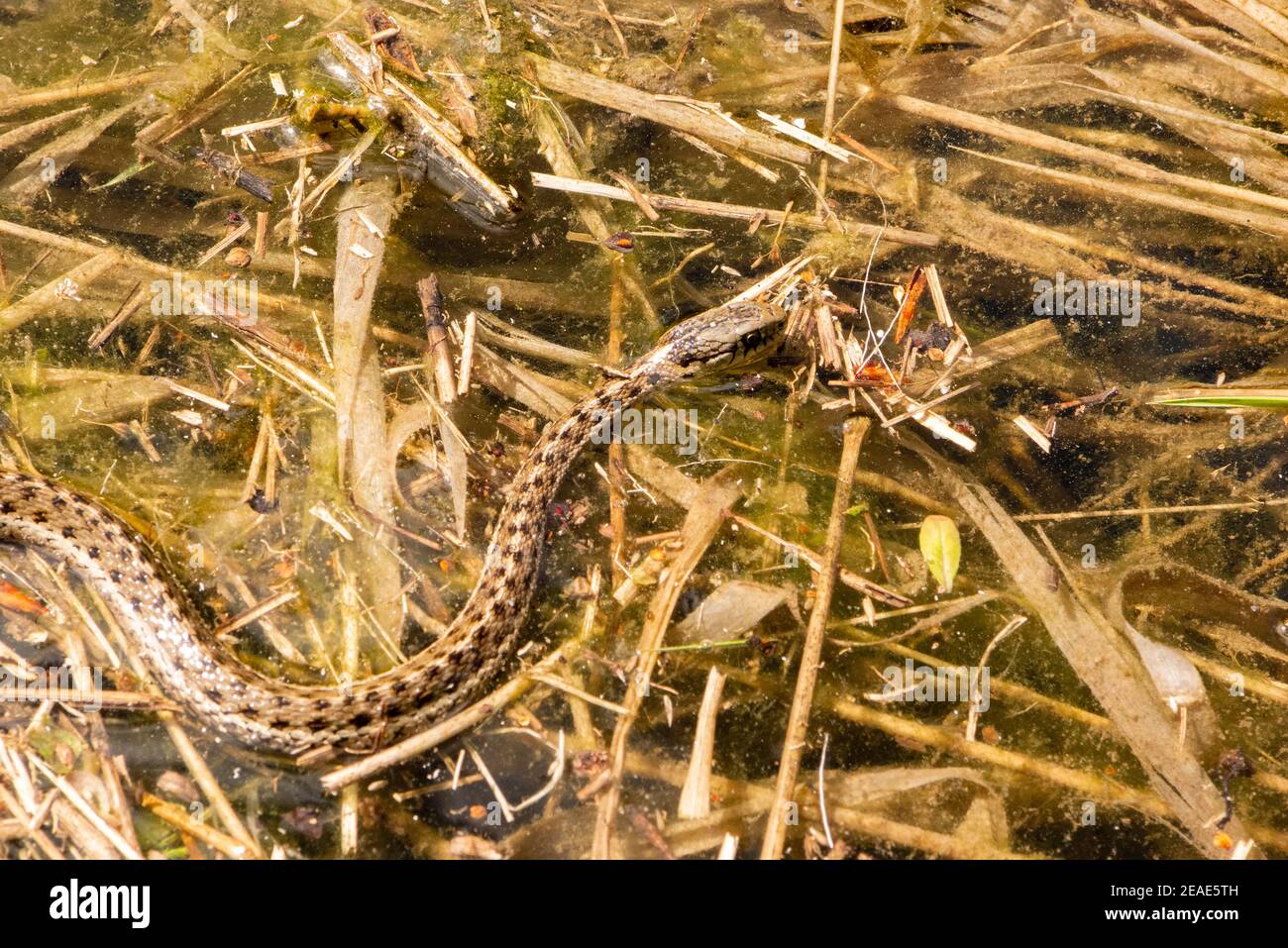 An aquatic common garter snake (Thamnophis sirtalis) swimming across a marshy area, in a beaver pond, on Rock Creek, in Missoula County, Montana.   Ki Stock Photo