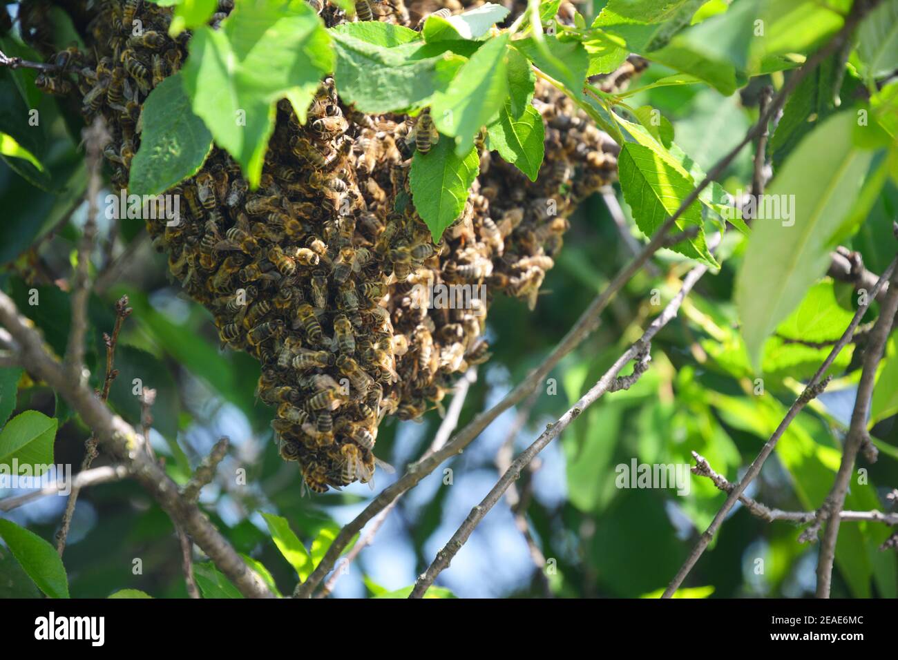 Bee swarm on a branch of a tree hi-res stock photography and images - Alamy