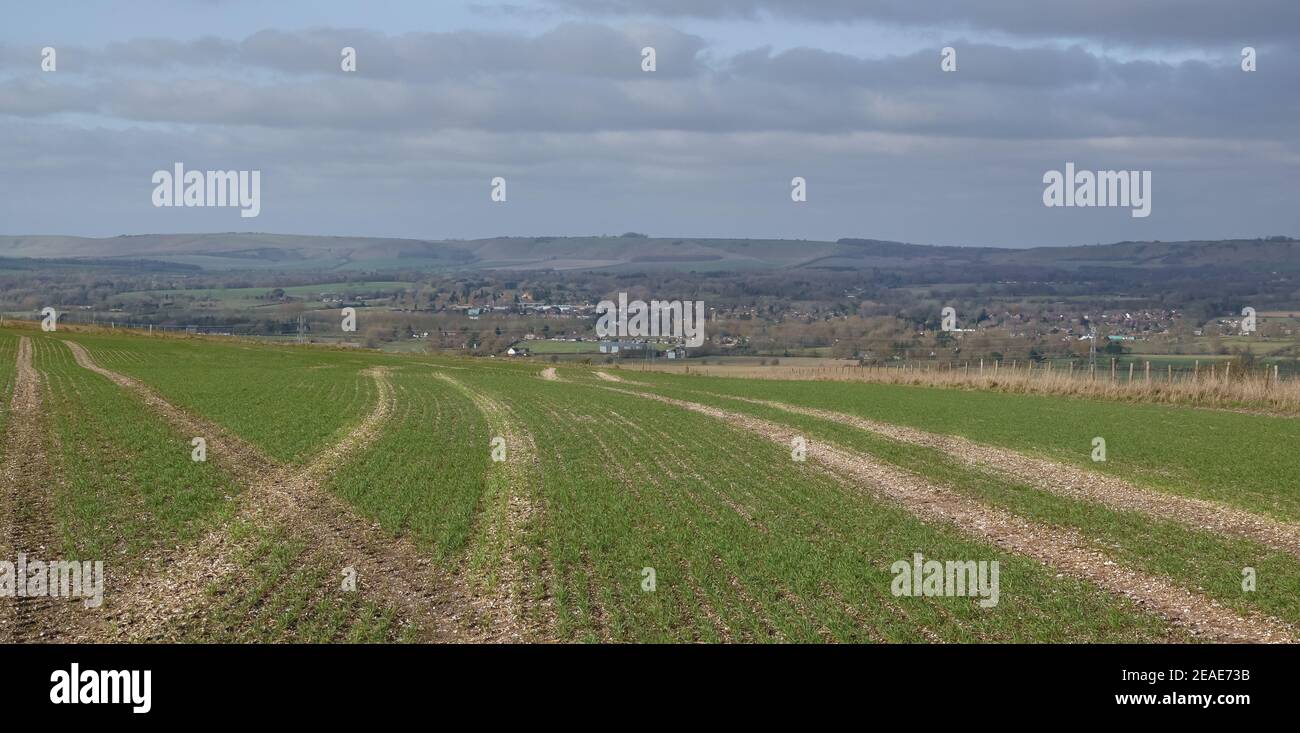 lines of newly sown winter crops with tractor wheel marks between the crops and a view across Pewsey Vale, Wiltshire, North Wessex Downs AONB Stock Photo