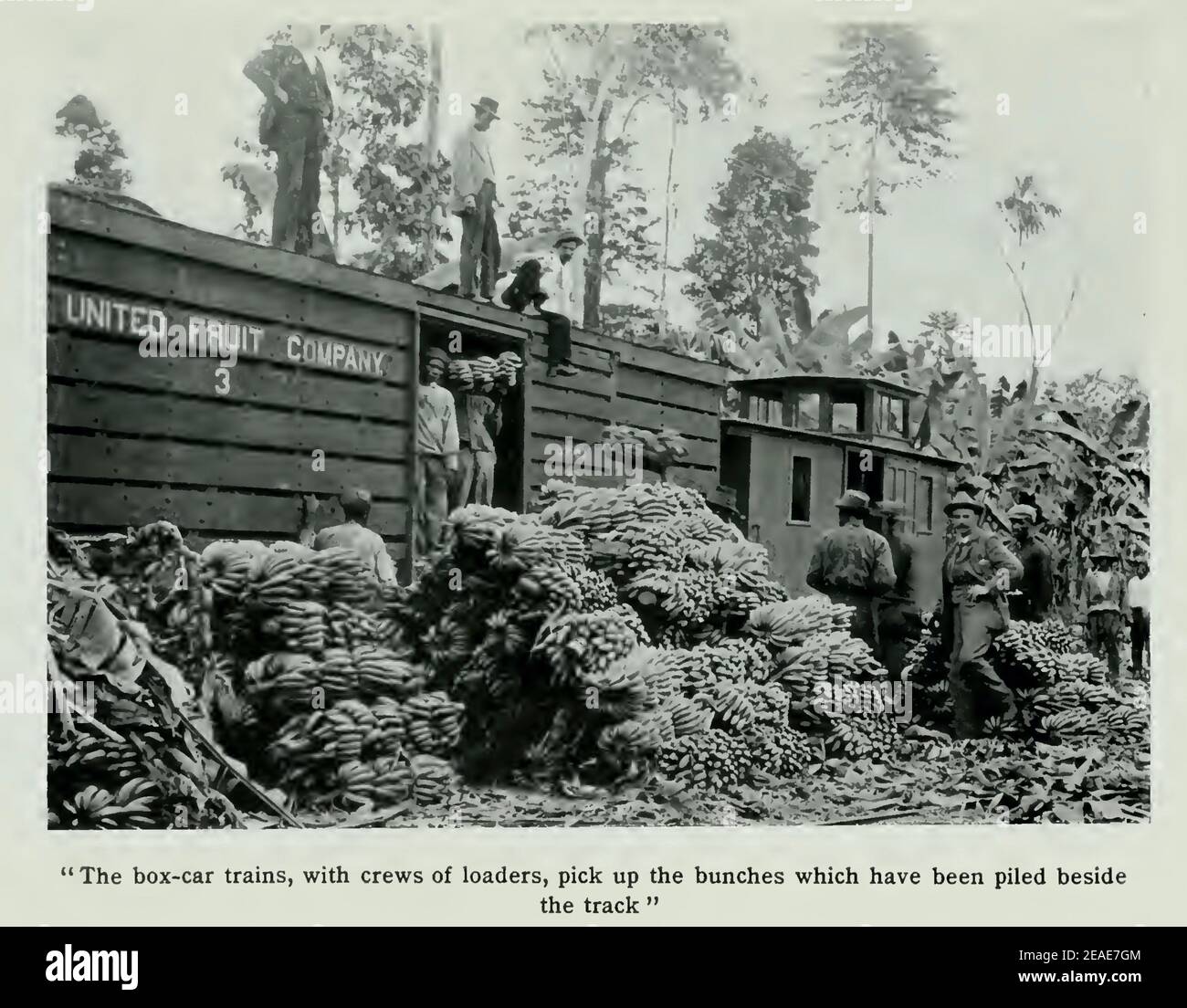 Vintage photograph from 1912 of Jamaican workers loading bananas onto box art in Costa rica Stock Photo