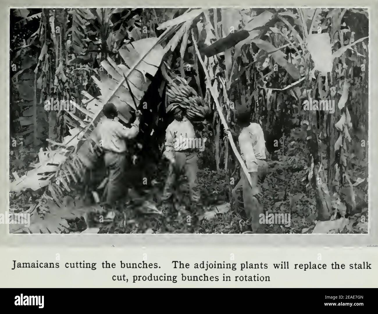 Jamaicans cutting the bunches. Vintage photograph from 1912 Costa Rica Stock Photo
