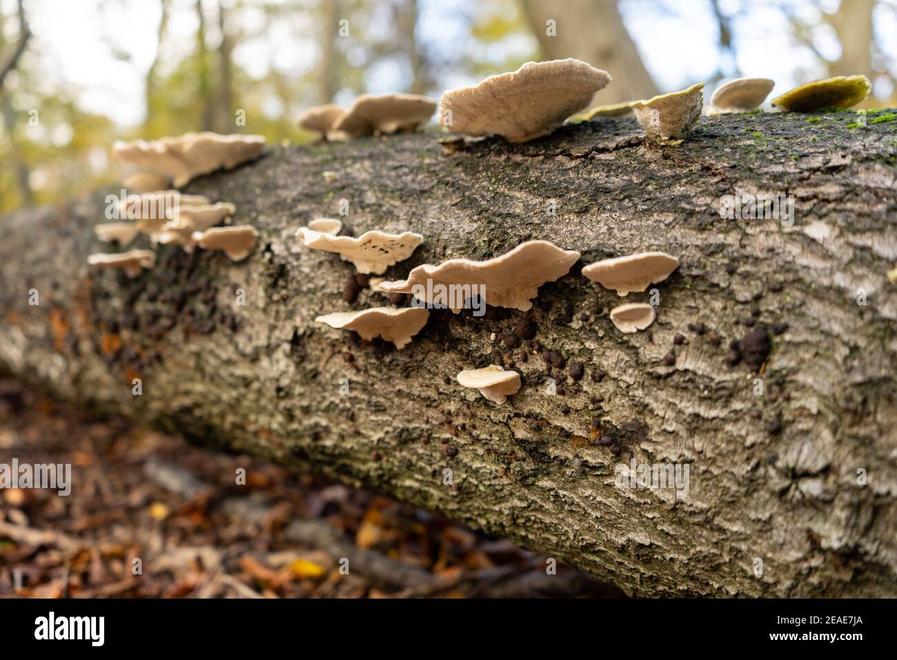 Polypores on fallen tree trunk stump in woodland in autumn, with trees in background and golden orange and brown leaves on forest floor Stock Photo