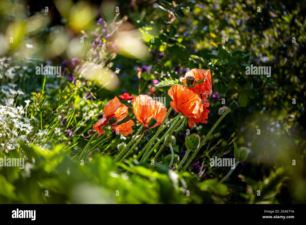 Poppies with orange petals in a garden Stock Photo