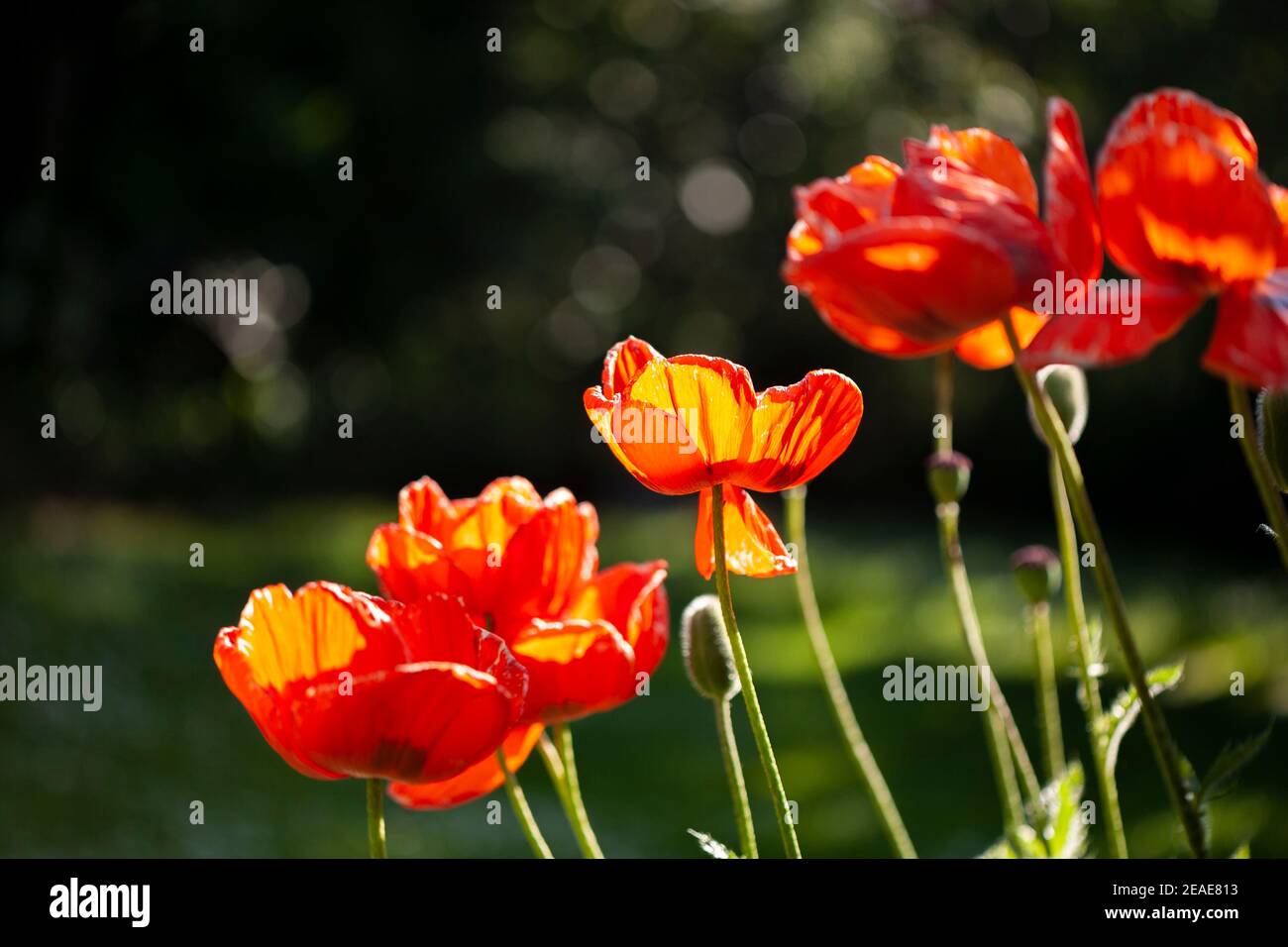 Poppies with orange petals in a garden Stock Photo