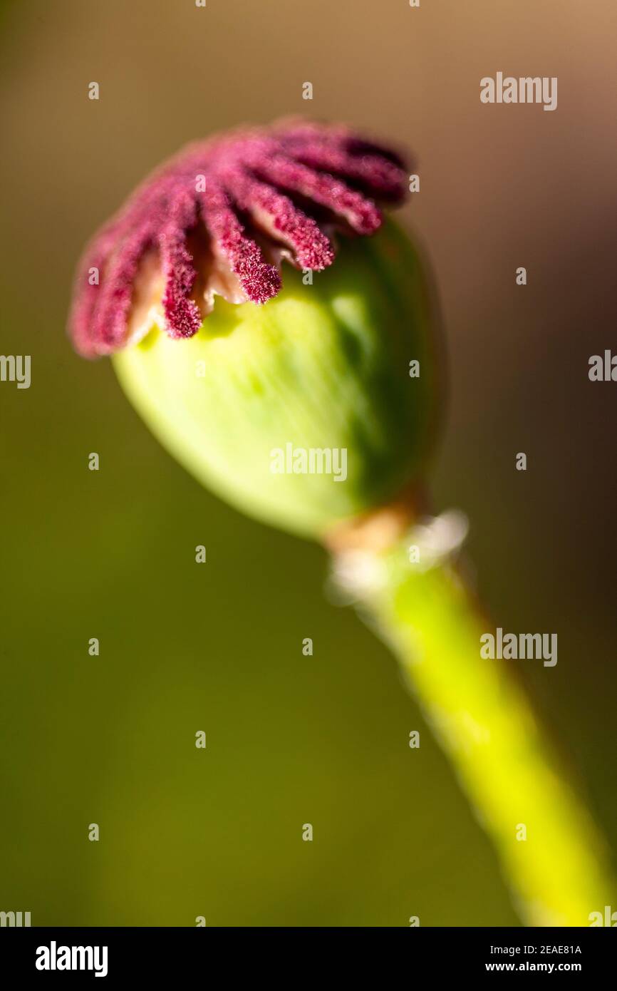 Poppy seed head Stock Photo