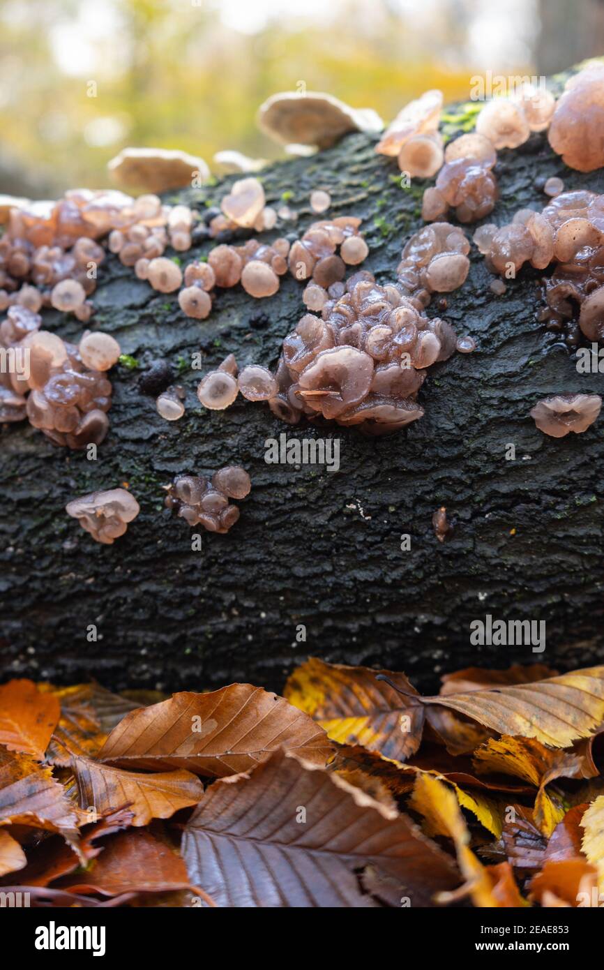 Jelly wood ear fungi cluster growing on fallen tree trunk in forest with golden yellow and brown autumn leaves lying on woodland floor Stock Photo