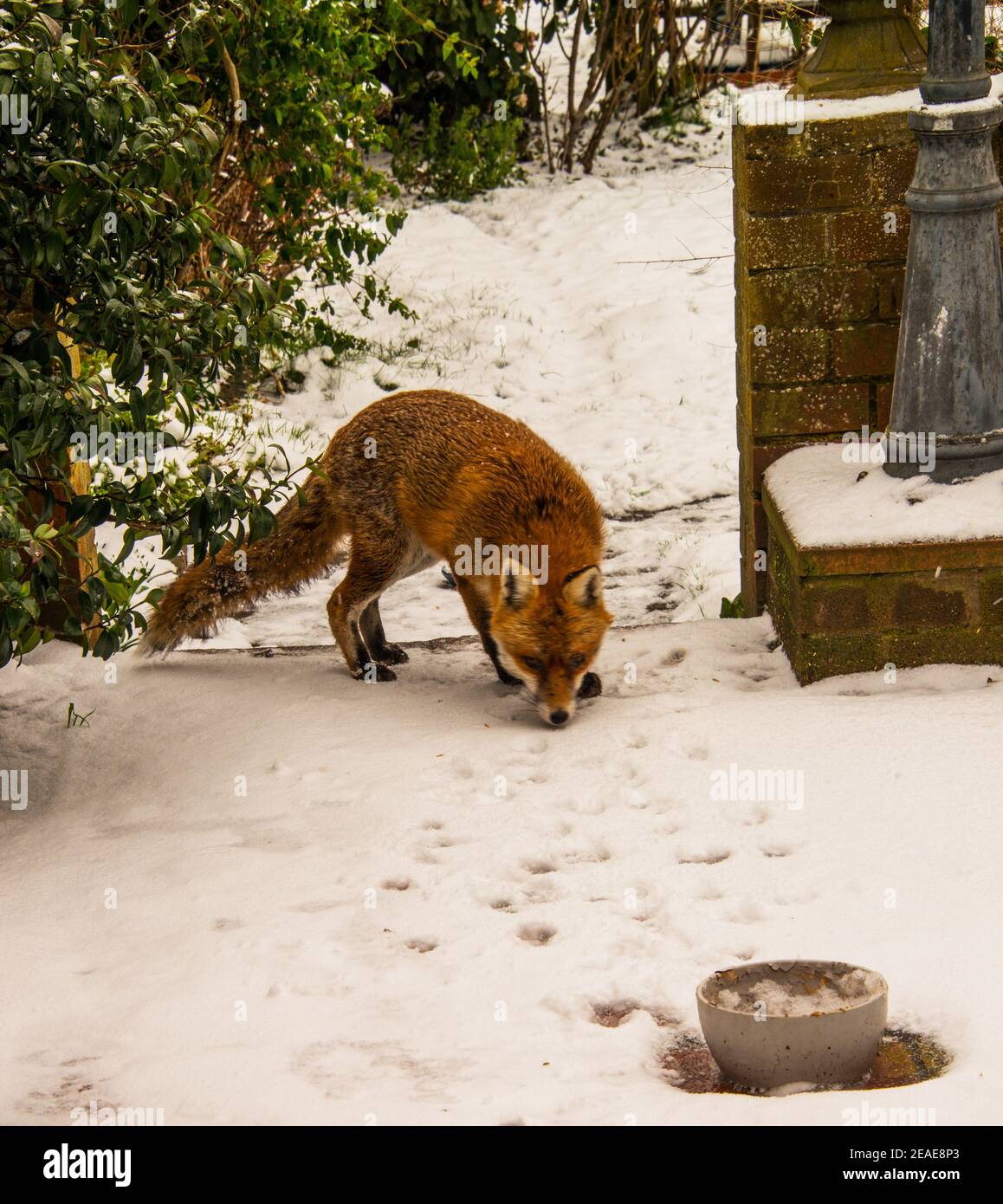 A red fox in an urban garden. Stock Photo