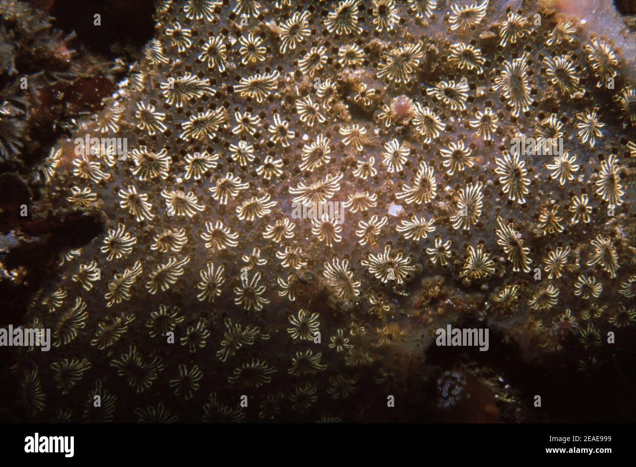 Star ascidian (Botryllus schlosseri) Outer Hebrides, UK. Stock Photo