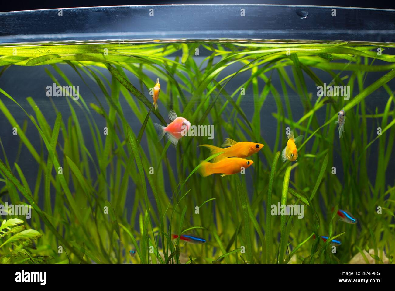 Home pets, aquarium fish different colors with plants in tank. Stock Photo