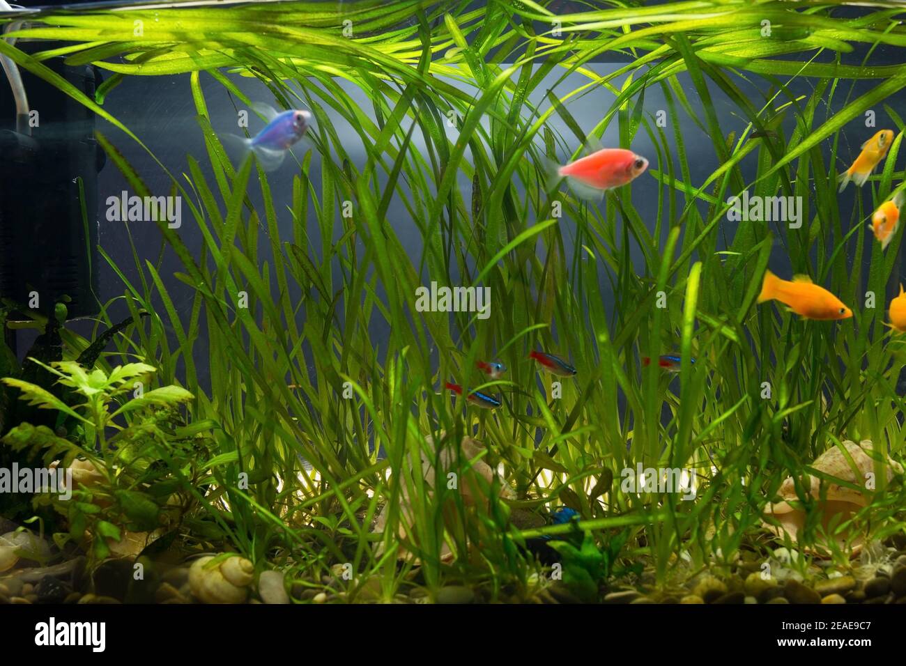 Home aquarium with colored fish, thorns, neons, mollies and plants Stock Photo