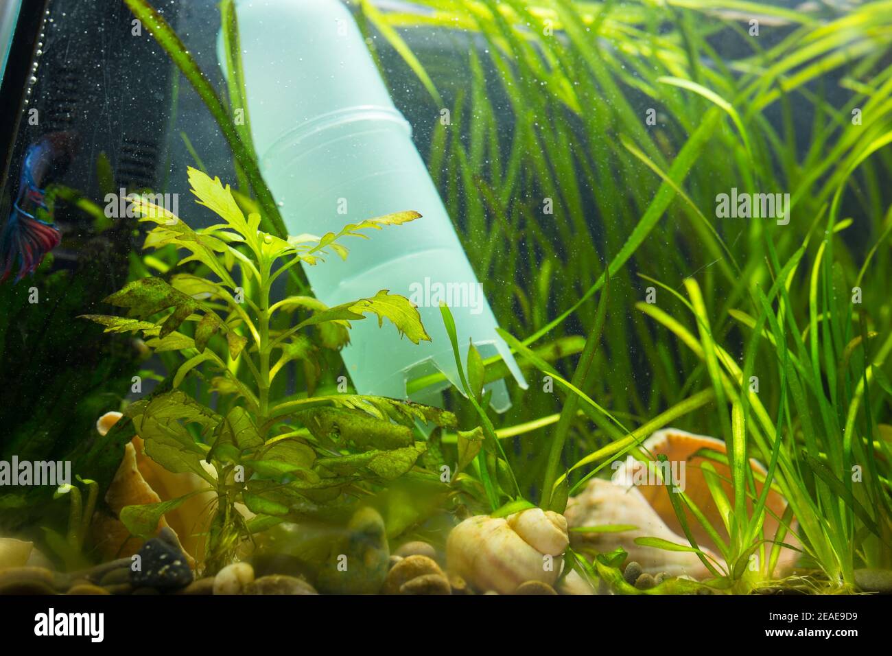 Water pump cleaning gravel in aquarium fulled with fish and plants. Stock Photo