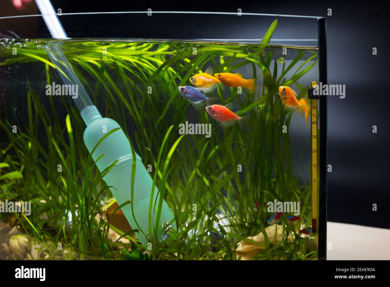 Realistic set with two fish equipment and decoration for aquarium isolated ...
