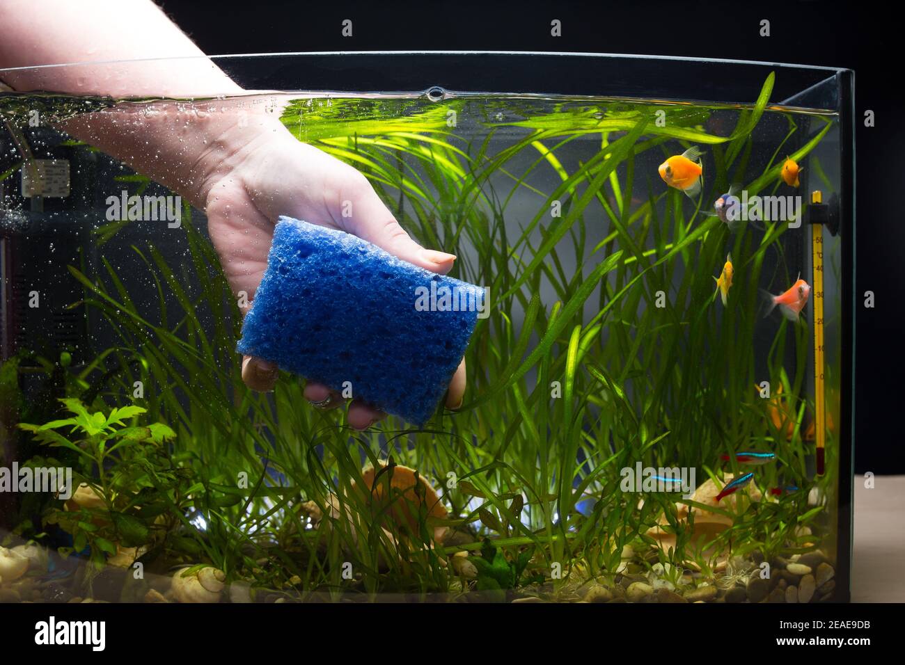 Hand cleaning aqaurium glass with sponge, aquarium with colored little
