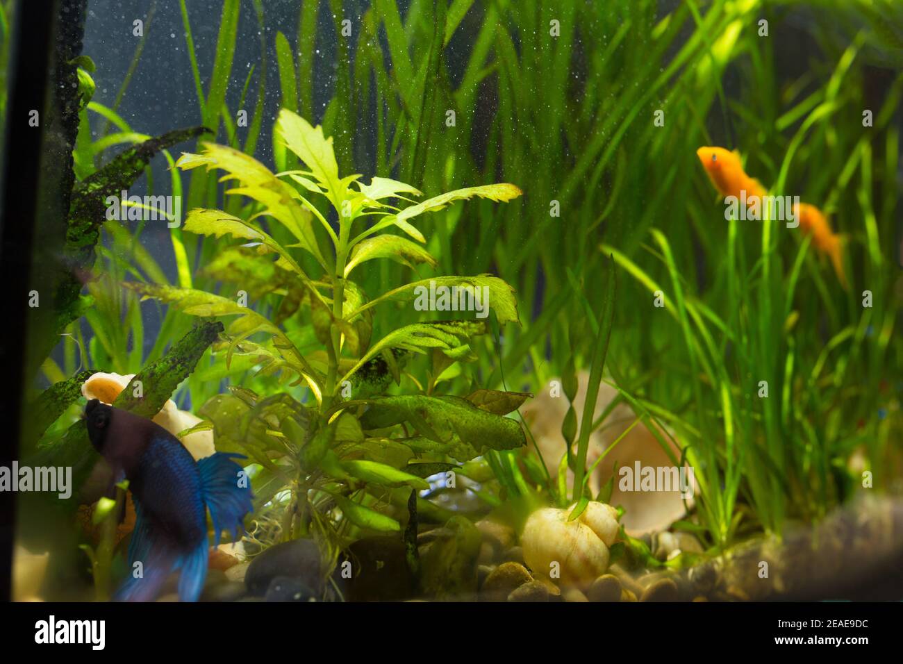 Aeration home aquaroum with fish and plants, by filter-aerator. Stock Photo