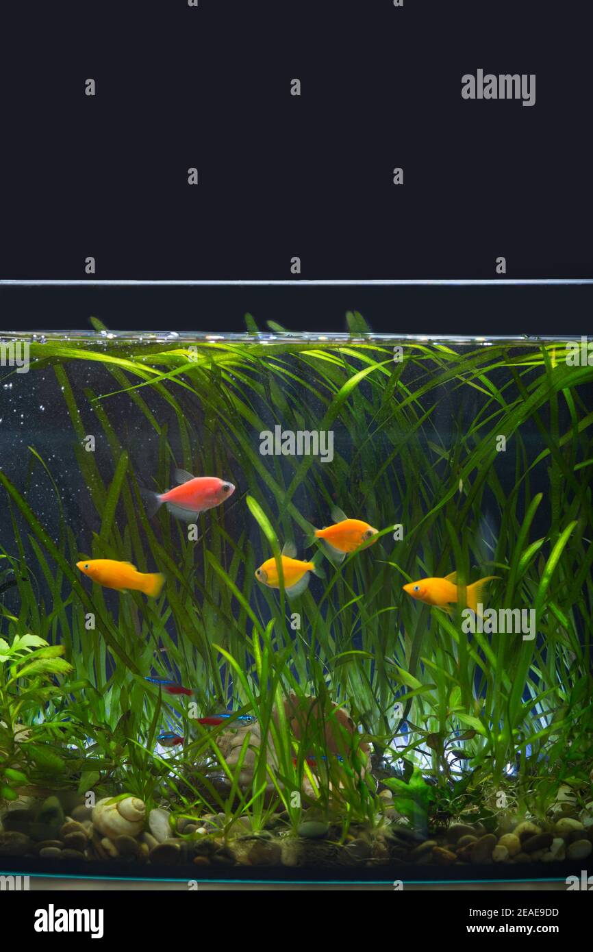 Different colored fishes in fish tank filled with plants on black background. Stock Photo