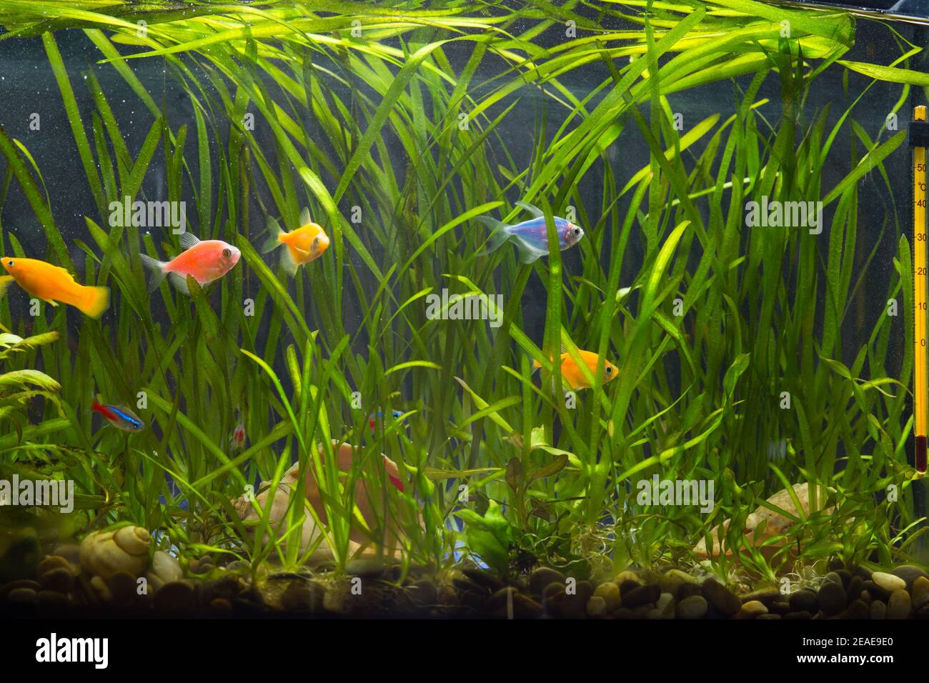 Different colored aquarium fishes in fish tank with plants Stock Photo