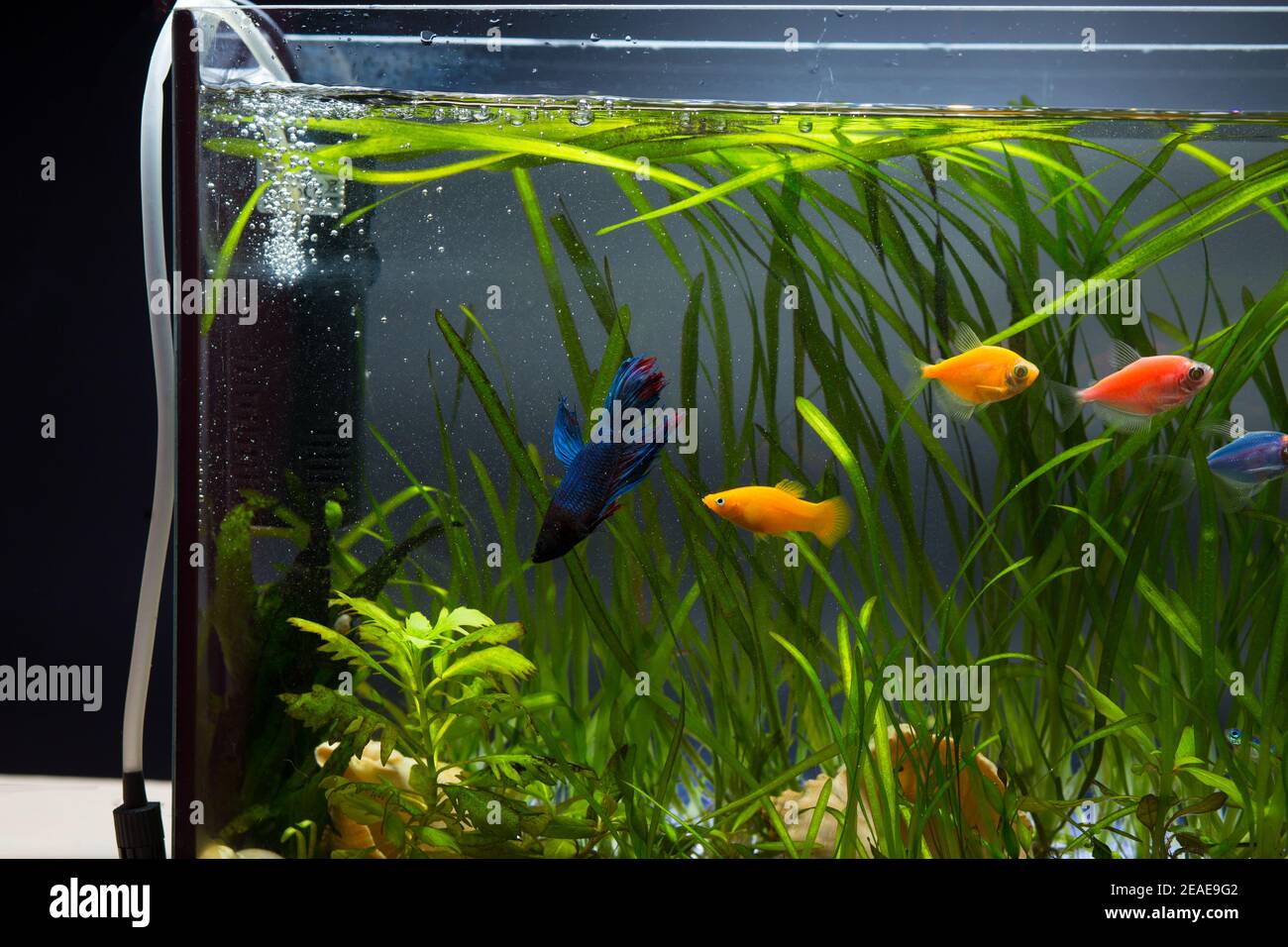 Aerating Water In Reef Aquariums For Improved Water Quality photo