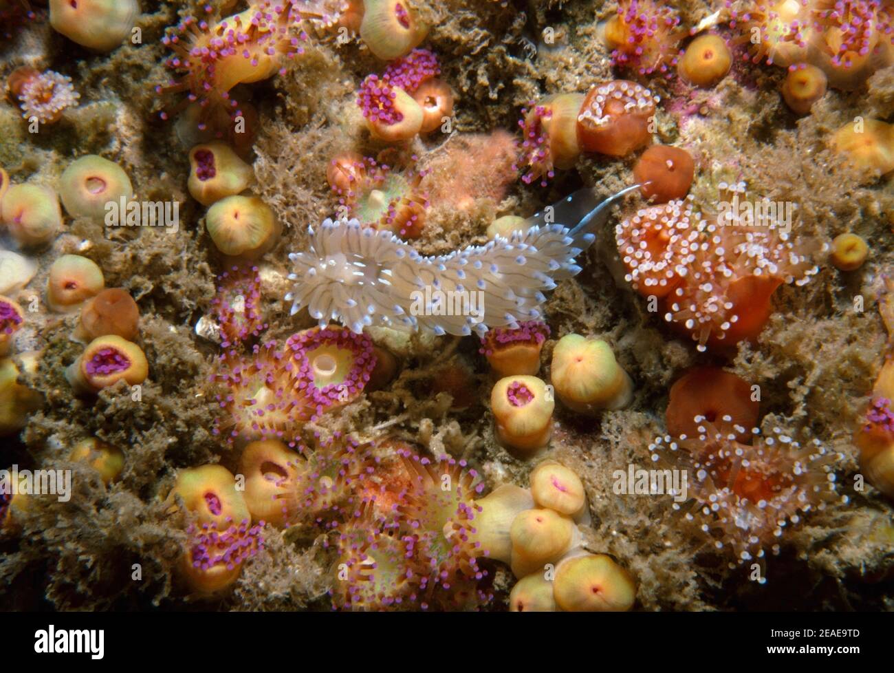 Nudibranch or sea slug (Antiopella cristata) feeding on bryozoans between jewel anemones (Corynactis viridis), British Isles. Stock Photo